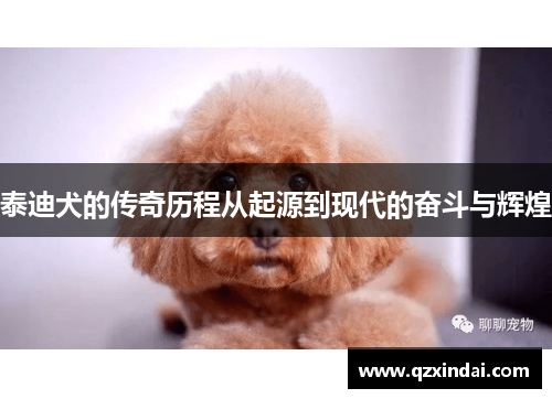 泰迪犬的传奇历程从起源到现代的奋斗与辉煌
